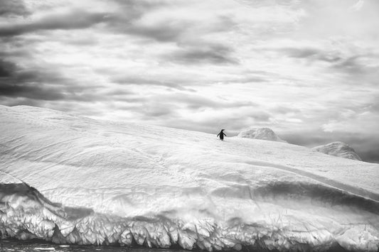 Alone in its world fototapet