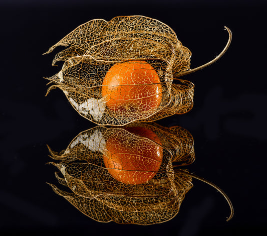 Physalis fototapet