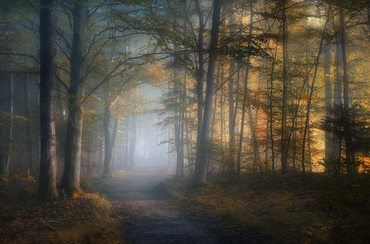 autumn symphony fototapet