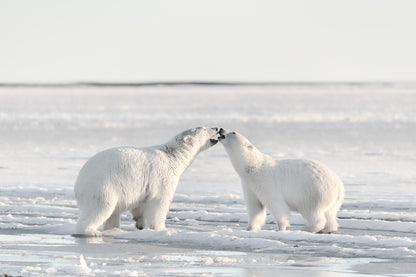 Morning celebration fototapet