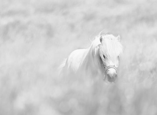 White horse fototapet