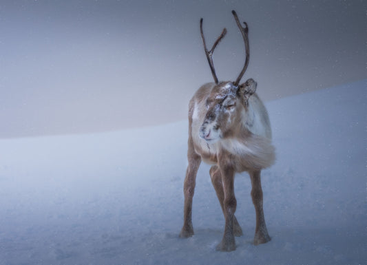 Against the Elements fototapet
