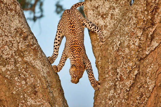 Upside Down fototapet