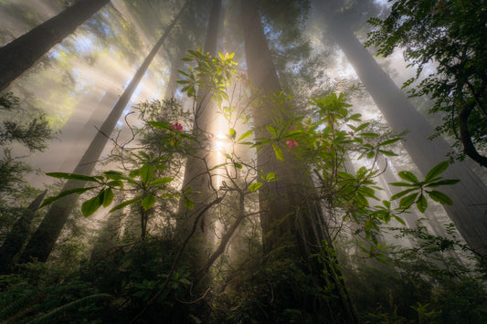 Among giants fototapet