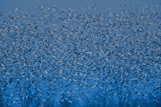 winter blossom fototapet