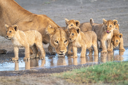 Wariness at the water hole fototapet