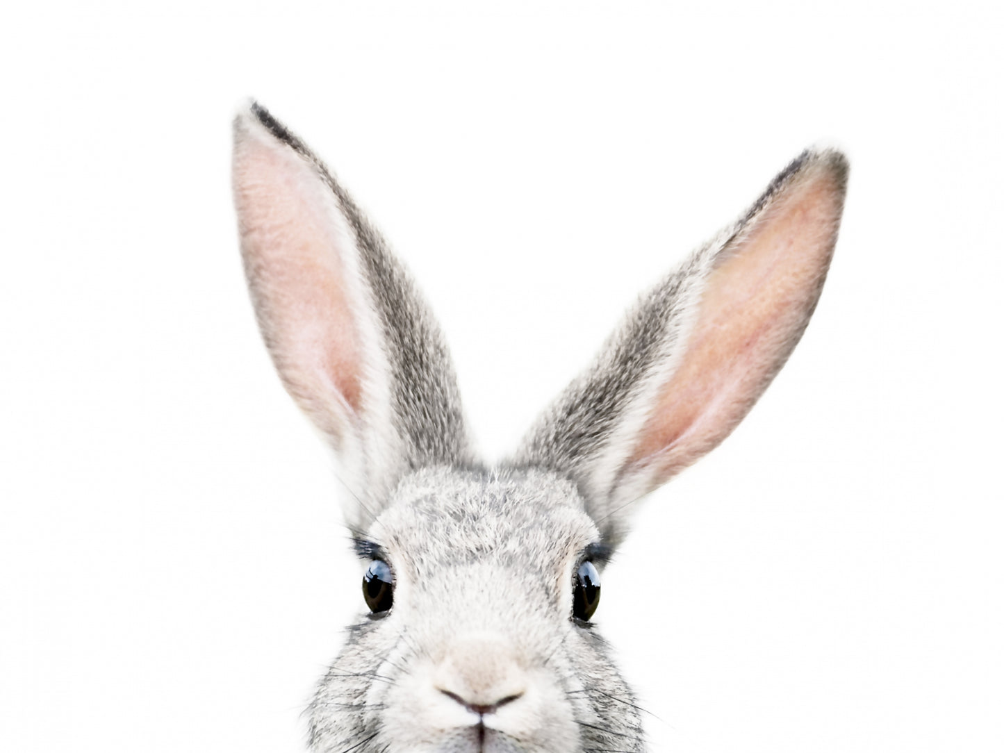 Peeking Bunny fototapet