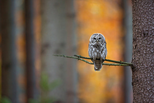 Tawny Owl fototapet