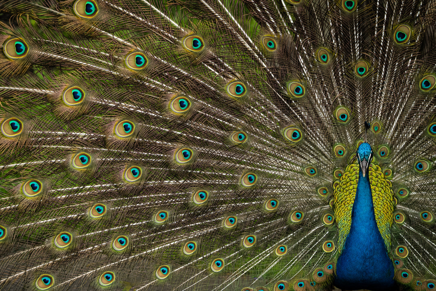 Wild Beauty fototapet