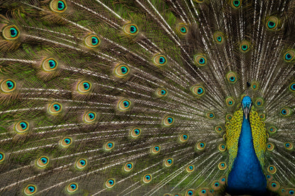 Wild Beauty fototapet