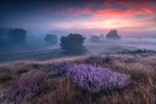 "the colors of heather" fototapet