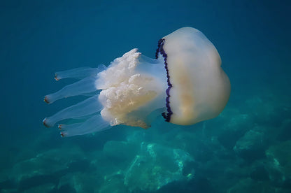 White elegance fototapet