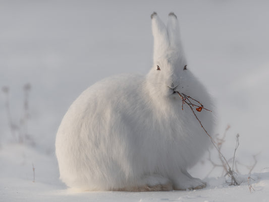 wild arctic hare fototapet