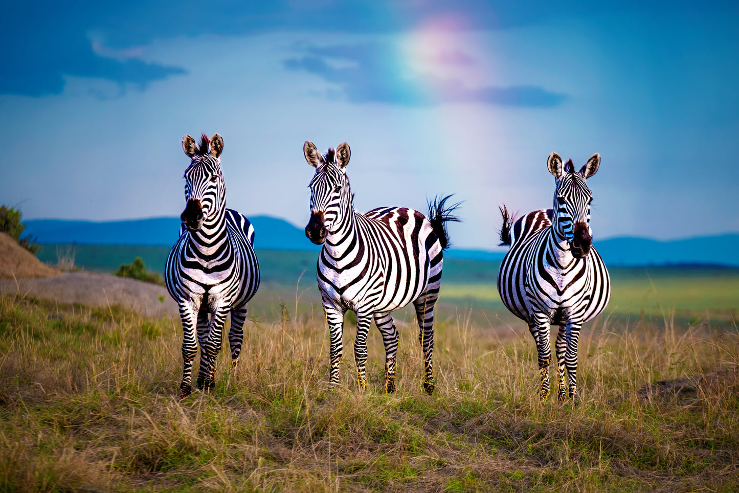 Where colors turns into B&W. fototapet