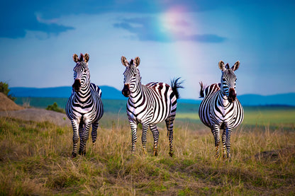 Where colors turns into B&W. fototapet