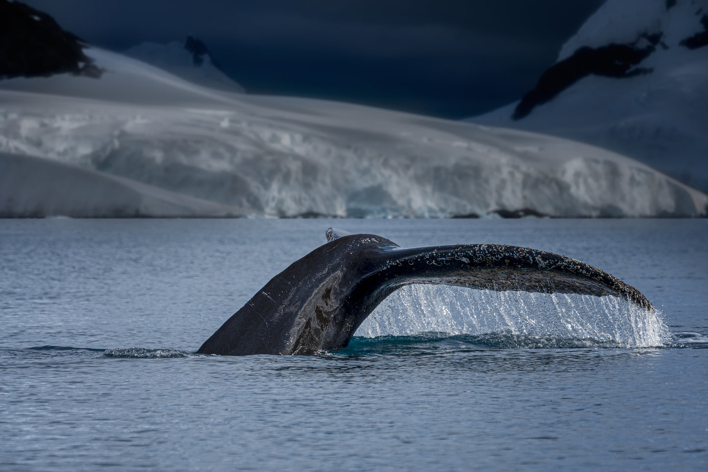 A Whale in Antarctica fototapet