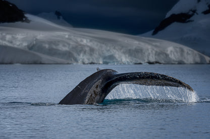 A Whale in Antarctica fototapet