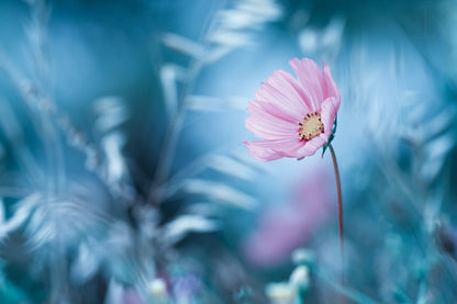 A Walk in Dreamland fototapet