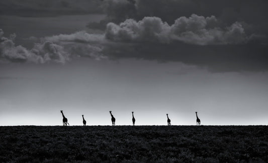 6 Giraffes fototapet