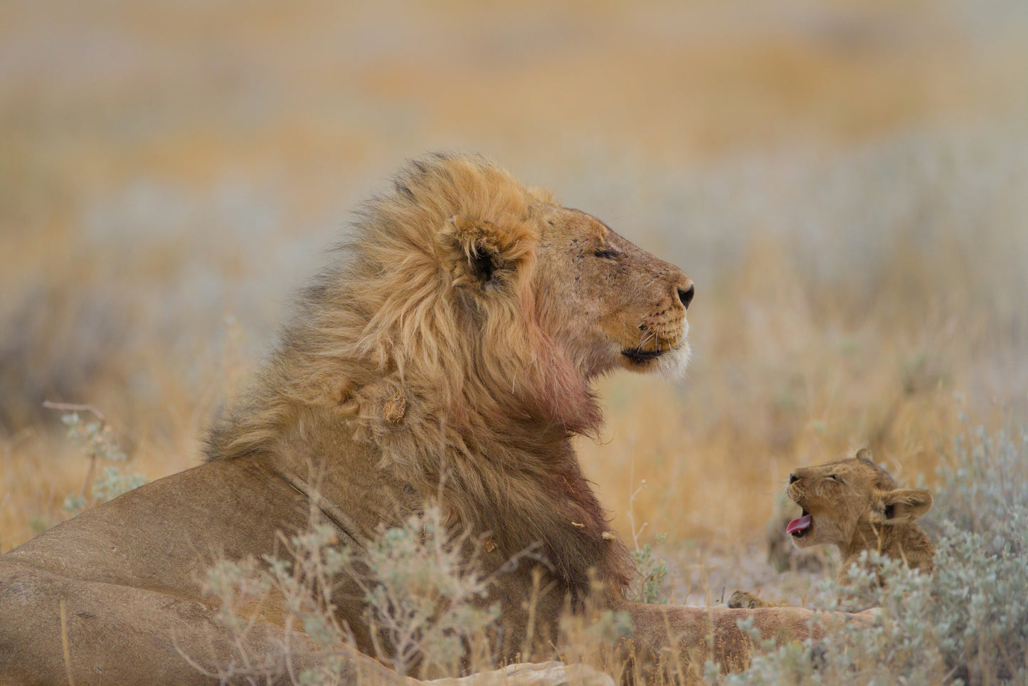 Male lion with cub fototapet