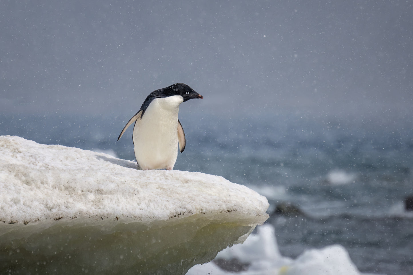Adelie penguin in snow shower fototapet
