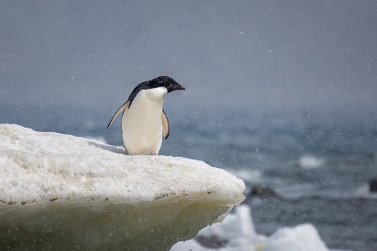 Adelie penguin in snow shower fototapet