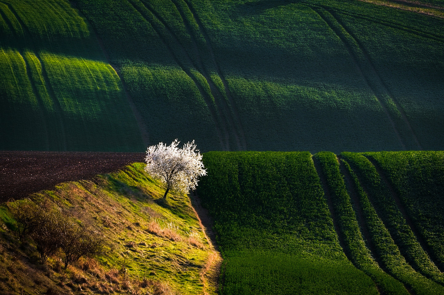 A flowering tree in the waves fototapet