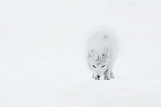 Arctic Fox fototapet