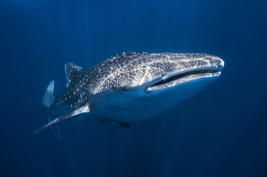 Whale Shark fototapet