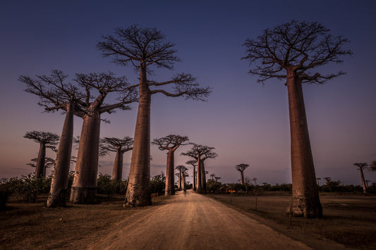 Allée des Baobabs fototapet
