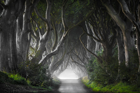 DARK HEDGES fototapet