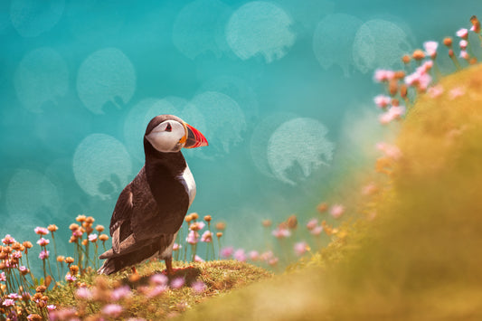 Atlantic puffin (Fratercula arctica) fototapet