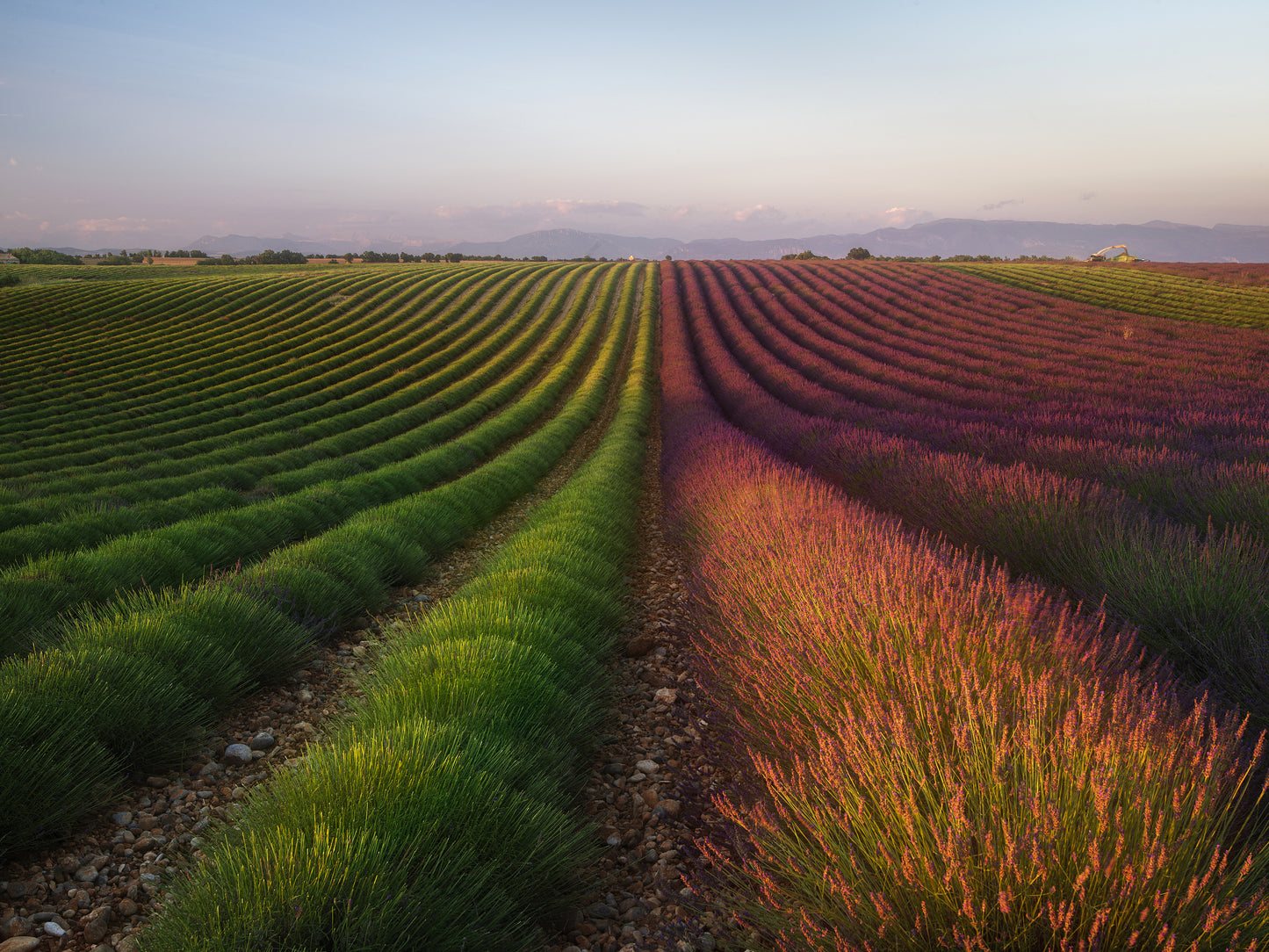 Field of lavender fototapet