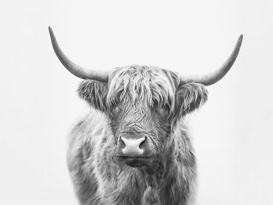 Highland Bull fototapet