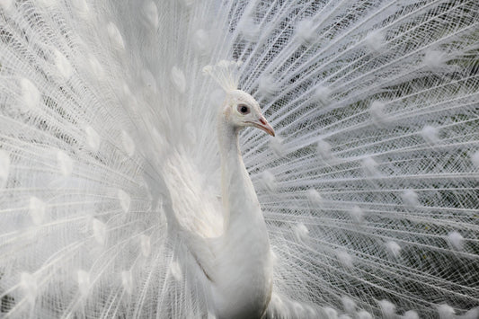 As white as snow fototapet