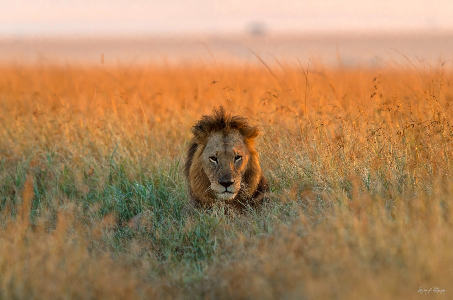 My Destiny fototapet