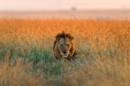 My Destiny fototapet