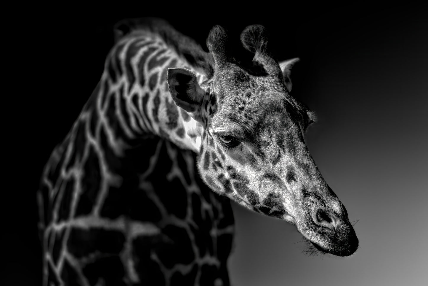 Giraffe fototapet