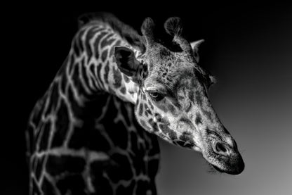 Giraffe fototapet