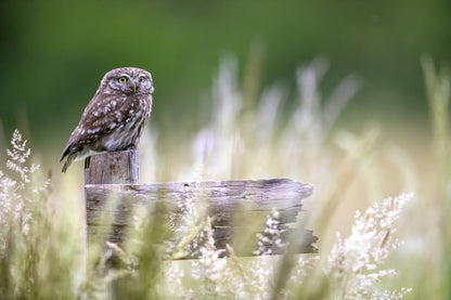 Little owl fototapet