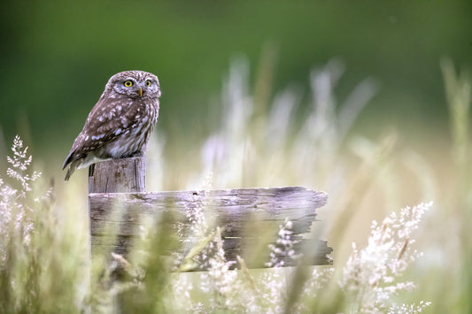 Little owl fototapet