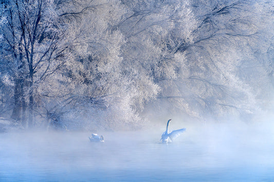 Swan Lake fototapet