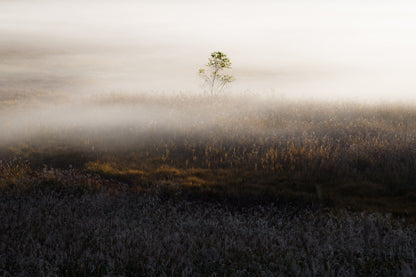 特別な時間/special time fototapet