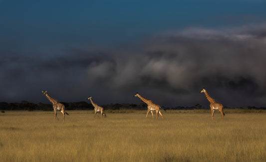 When A Storm is Coming fototapet