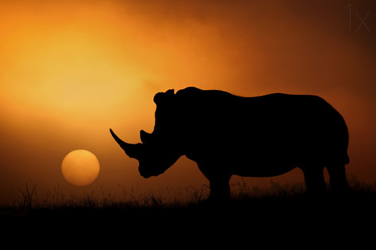 Rhino Sunrise fototapet