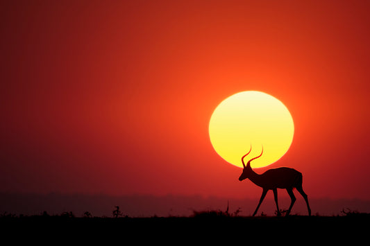 An African Sunset fototapet