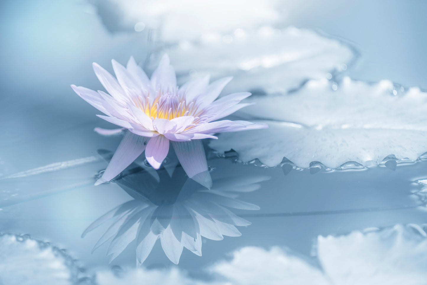 Reflection fototapet