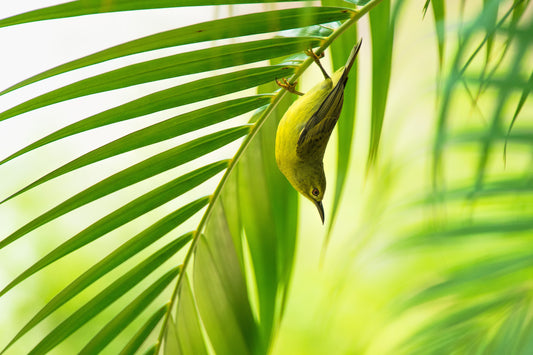 50 shades of green fototapet