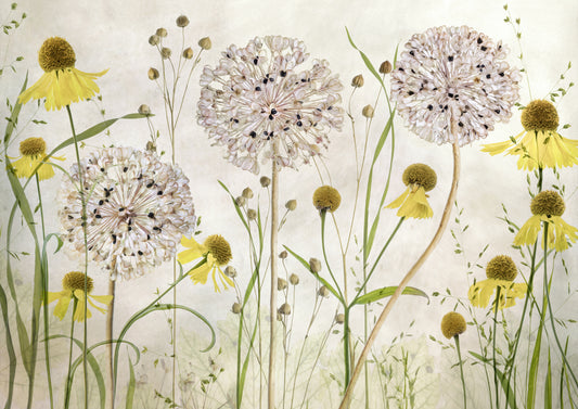 Alliums and heleniums fototapet