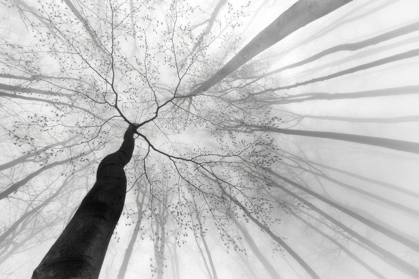 After winter sleep fototapet